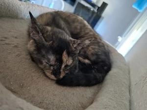 bkh baby katzen 