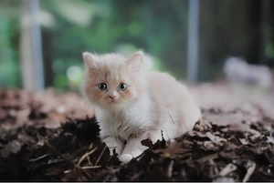 Ragdoll Kater Apricot blauäugig geimpft entwurmt 