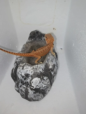 Hypo Trans Blood Red Dunner het Genetic Stripe  Bild 4