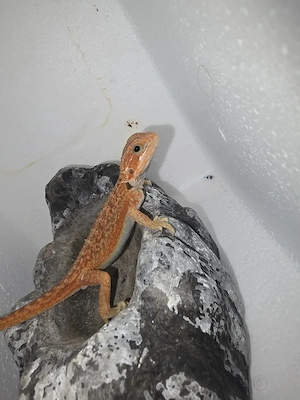 Hypo Trans Blood Red Dunner het Genetic Stripe  Bild 3