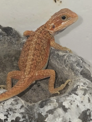 Hypo Trans Blood Red Dunner het Genetic Stripe  Bild 2