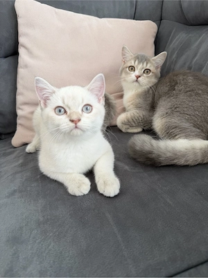 2 Britische kurzhaar kitten 