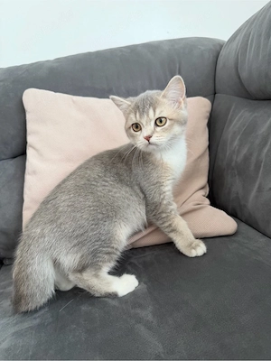 Britische kurzhaar kitten 
