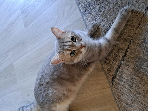 Zwei Kater zu Verschenken 