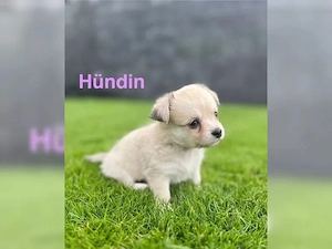 chihuahua welpen