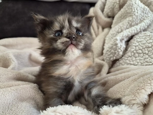 Typolles Maine Coon XL Black Tortie Smoke Mädchen