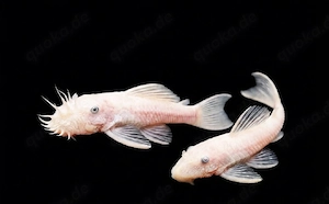 L144 Snow White Antennenwels Ancistrus spec 