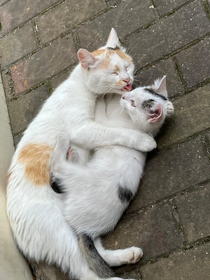 4 liebevolle Kitten suchen ein neues zu Hause 