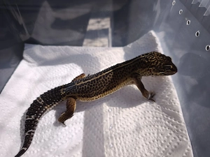Leopardgecko 1,0 Black Night
