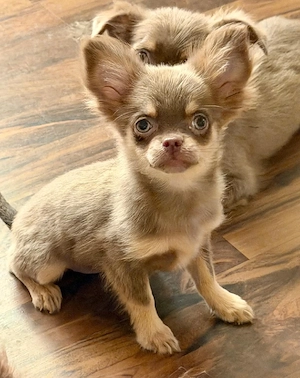Süß Chihuahua Welpen in lilac 