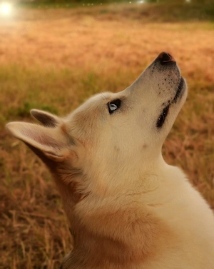 Dieser Husky bringt Leben in deinen Alltag und Homeoffice