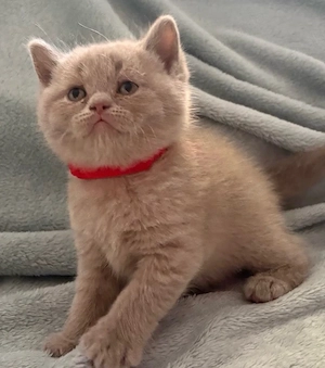 Alpha Baby Kater sucht liebevolle Familie
