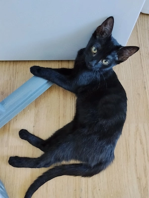BKH Mix Mädchen 