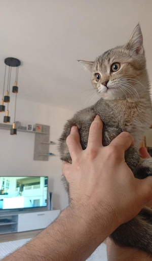 Bkh Mädchen sucht ein Zuhause  Bild 3