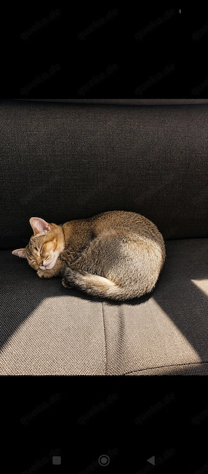 Bkh Mädchen sucht ein Zuhause  Bild 2