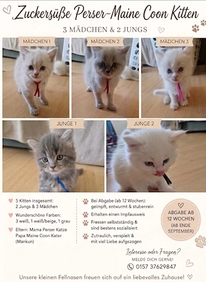 Perser-Main-Coon Kitten 