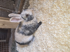 Kanninchen männlich weiblich