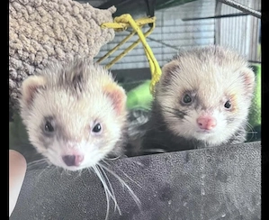2 süße kastrierte Frettchen 