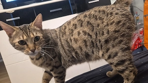 Weibliche Bengalkatze