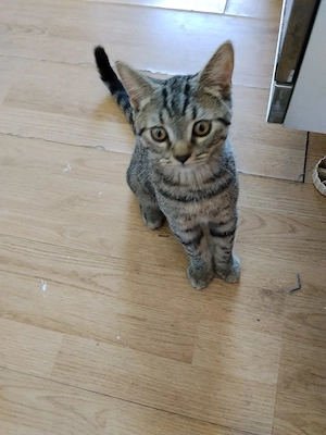 BKH Kater golden black tabby 