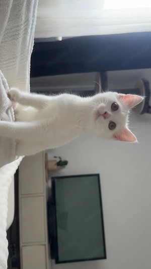 Perser-blh mix kitten 
