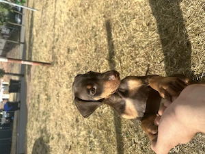 Doberman 40-50 Tage 