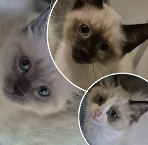 Siam Mix Kitten