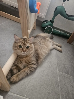 Ragdoll   britisch Kurzhaar 