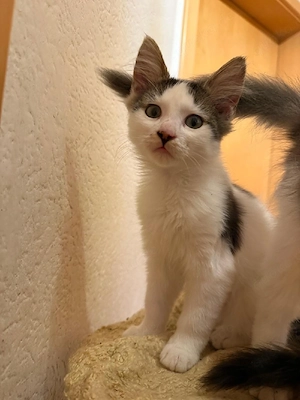 Süße Mischlingskitten (Hauskatze & Maincoon)