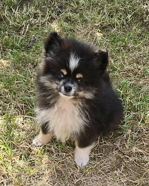 Bildhübsche Pomsky's