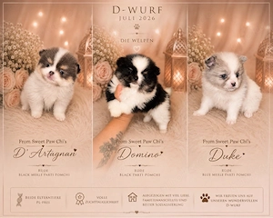 Wunderschöne Pomchi Welpen (Pomeranian x Chihuahua) suchen ihr Traumschloss 