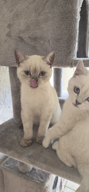 Zwei zuckersüße BKH-Kätzchen (Bruder & Schwester) suchen ihr Liebeszuhause!    Bild 4