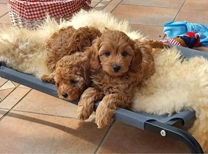 Maltipoo mini welpen