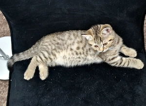 BKH Kitten Katzenbaby abzugeben Bild 2