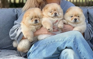 chow chow welpen