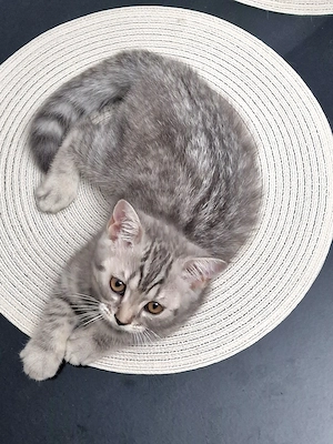 BKH Kitten Katzenbaby abzugeben