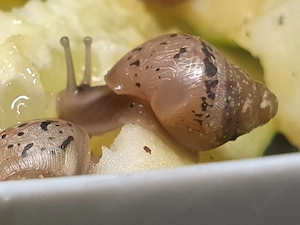 Lissachatina Fulica Achatschnecken afrikanische Riesenschnecken