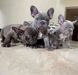 Französische Bulldogge Welpen