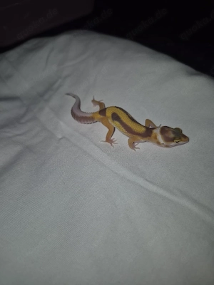 leopardgecko Nachzuchten 2026 