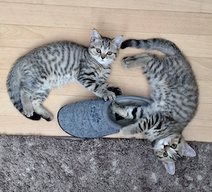 BKH Kitten Katzenbaby abgeben