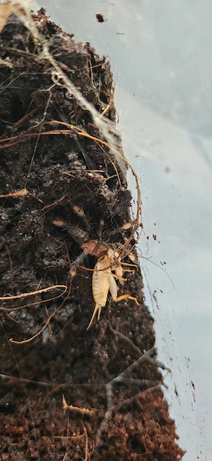 Psalmopoeus irminia slings