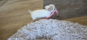 Chihuahua welpen 