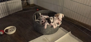 Chihuahua welpen 