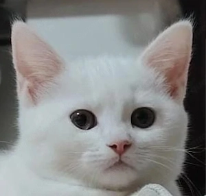 Süßes weißes Katzenbaby sucht ein liebevolles Zuhause!    