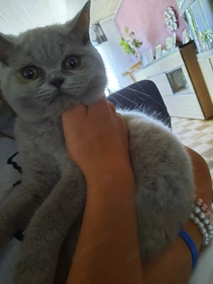BKH kitten in lilac- Mädchen 