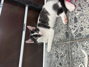  Nur noch 2 süße Katzenmädchen suchen ihr Zuhause   
