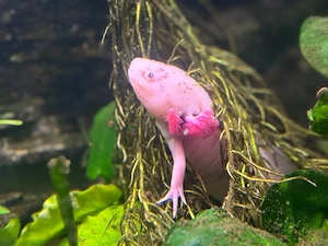 Axolotl Adult ausgewachsen Zucht möglich