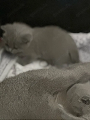 BKH Kitten 