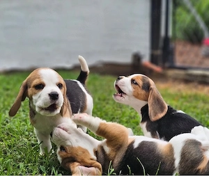 Beagle Welpen