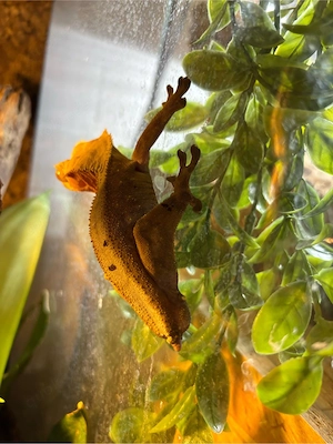 1.0 Kronengecko (Correlophus Ciliatus) 